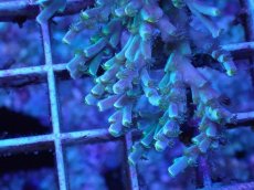 画像2: No.18 スペシオーサ　 (2)