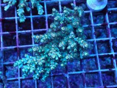 画像1: No.19 スペシオーサ　レインボー　　【珍しい、レアな個体♪】 (1)