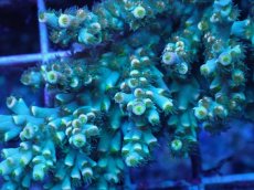 画像2: No.19 スペシオーサ　レインボー　　【珍しい、レアな個体♪】 (2)