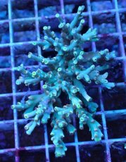 画像1: No.20 スペシオーサ　レインボー　　【珍しい、レアな個体♪】 (1)