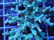 画像2: No.20 スペシオーサ　レインボー　　【珍しい、レアな個体♪】 (2)