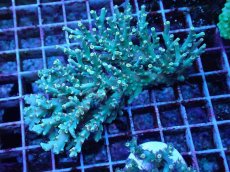 画像1: No.21 スペシオーサ　レインボー　　【珍しい、レアな個体♪】 (1)