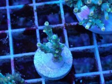 画像1: No.22 スペシオーサ　レインボー　　【珍しい、レアな個体♪】 (1)