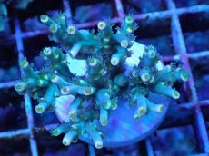 画像1: No.23 スペシオーサ　レインボー　　【珍しい、レアな個体♪】 (1)