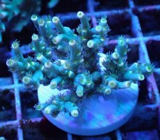 画像2: No.23 スペシオーサ　レインボー　　【珍しい、レアな個体♪】 (2)