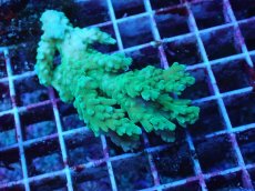 画像1: No.24 浅場ミドリイシ (1)