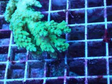 画像2: No.24 浅場ミドリイシ (2)