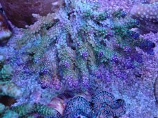 画像2: No.1 浅場ミドリイシ (2)