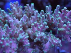 画像2: No.2 ツツハナガサミドリイシ (2)