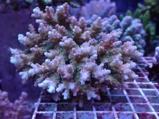 画像1: No.3 浅場ミドリイシ (1)