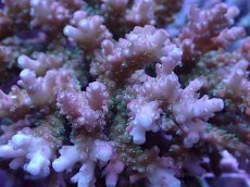 画像2: No.3 浅場ミドリイシ (2)