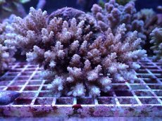 画像1: No.4 クシハダミドリイシ (1)