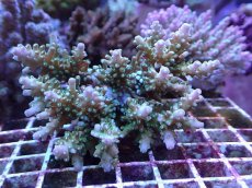 画像1: No.5 浅場ミドリイシ (1)