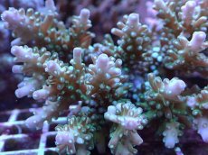 画像2: No.5 浅場ミドリイシ (2)