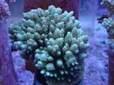 画像1: No.7 クシハダミドリイシ (1)