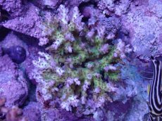 画像1: No.8 浅場ミドリイシ (1)