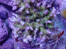 画像2: No.8 浅場ミドリイシ (2)