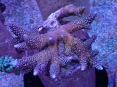 画像1: No.10 フィジー産 ヒメマツミドリイシ (1)