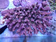 画像1: No.11 オーストラリア産 チェリーブロッサム (1)