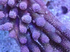 画像2: No.12 バーミキュラータ　ピンク (2)