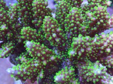 画像2: No.13 フィジー産 トゲホソエダミドリイシ (2)