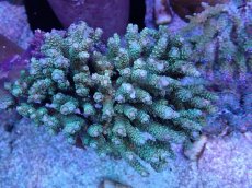 画像1: No.14 バーミキュラータ (1)