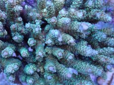 画像2: No.14 バーミキュラータ (2)