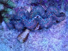 画像2: No.15 トガリシラナミガイ (2)