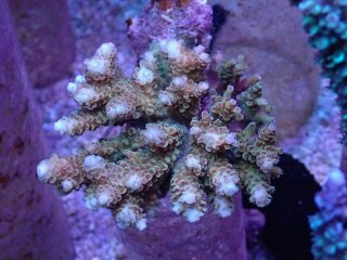 SPS 7種類 サンゴ SPS 7種類 サンゴ，