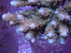 画像2: No.16 浅場ミドリイシ (2)