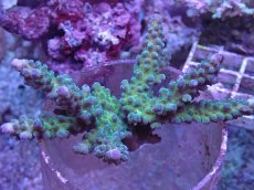 画像1: No.17 オーストラリア産 深場ミドリイシ (1)