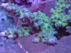 画像2: No.17 オーストラリア産 深場ミドリイシ (2)