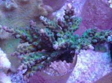 画像1: No.18 オーストラリア産 深場ミドリイシ (1)