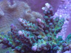 画像2: No.18 オーストラリア産 深場ミドリイシ (2)