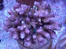 画像1: No.19 浅場ミドリイシ (1)