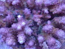 画像2: No.19 浅場ミドリイシ (2)