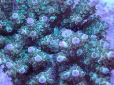 画像2: No.20 フィジー産 カドエダミドリイシ (2)