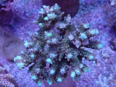 画像1: No.21 浅場ミドリイシ (1)