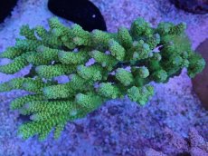 画像1: No.22 バーミキュラータ (1)