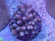 画像1: No.23 ウスエダミドリイシ　チェリーボム？ (1)