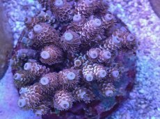 画像2: No.23 ウスエダミドリイシ　チェリーボム？ (2)