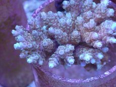 画像2: No.24 フィジー産 クシハダミドリイシ (2)