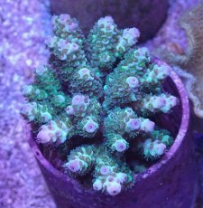 画像1: No.25 フィジー産 カドエダミドリイシ (1)