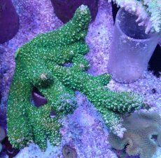 画像1: No.26 オーストラリア産 ヤスリミドリイシ (1)