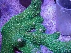 画像2: No.26 オーストラリア産 ヤスリミドリイシ (2)