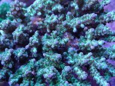 画像2: No.28 オーストラリア産 浅場ミドリイシ (2)