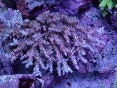 画像1: No.30 浅場ミドリイシ (1)