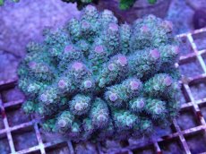 画像1: No.31 フィジー産 カドエダミドリイシ (1)