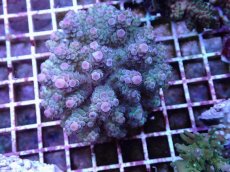 画像1: No.32 フィジー産 カドエダミドリイシ (1)