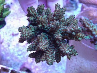 5000円までのサンゴ - AQUASTYLE YOU（アクアスタイルユー）